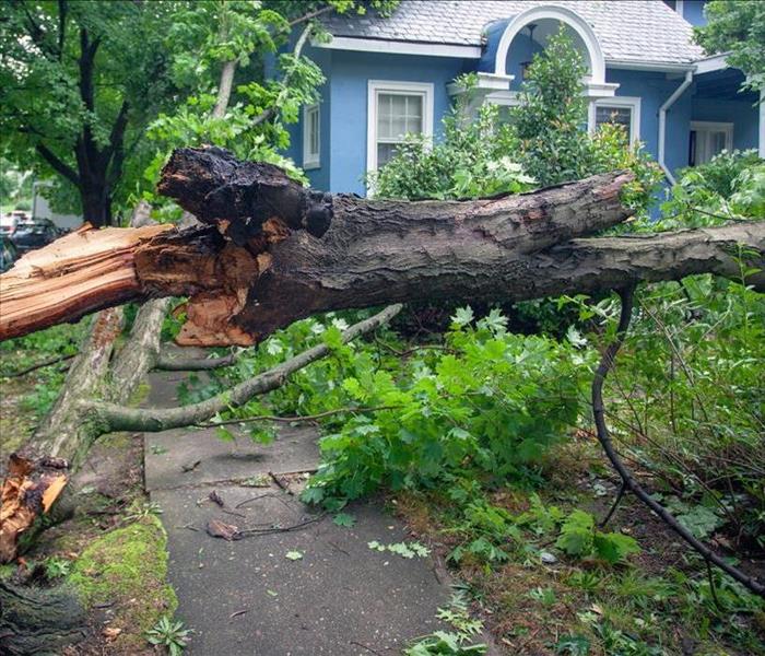 Fallen tree hurricane tornado storm devastation